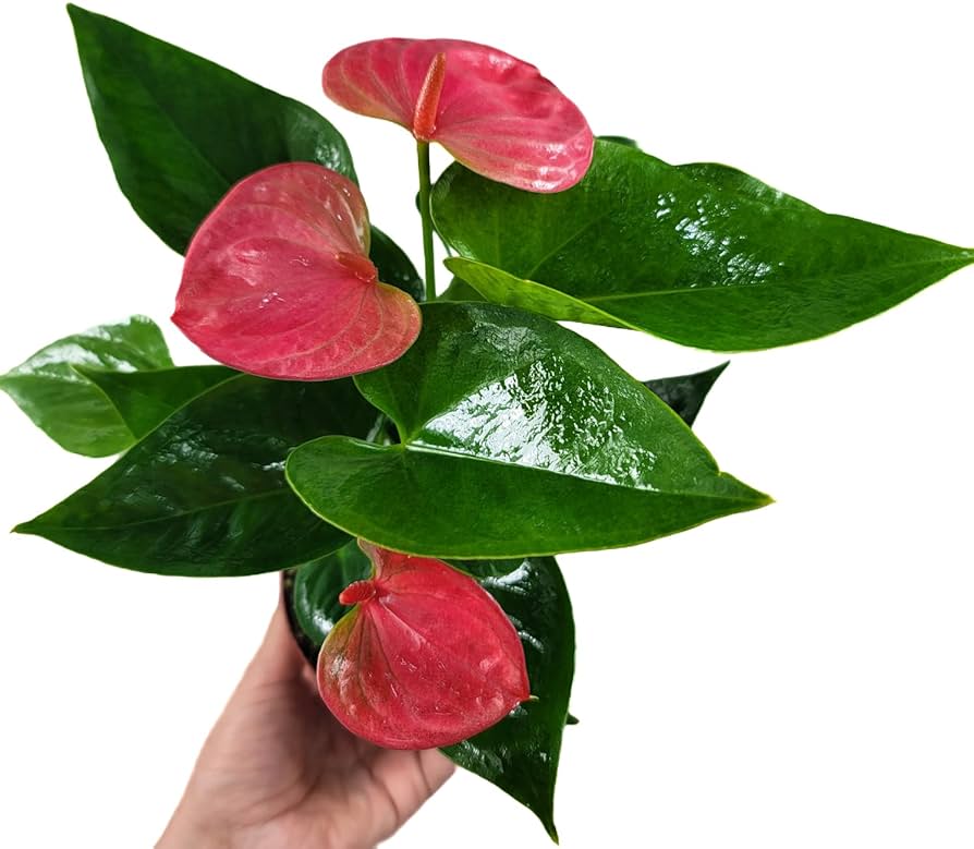 Amazon.com : Anthurium Live Plant Pink Flowers - Anthurium